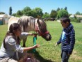/album/fotogaleria/equino-la-catal-014-jpg/